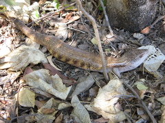Tiliqua scincoides intermedia