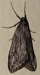 Paleacrita longiciliata