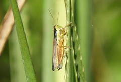 Scotussa impudica