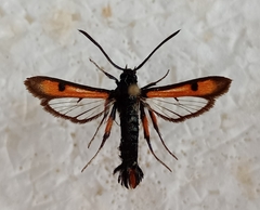 Chamaesphecia chalciformis