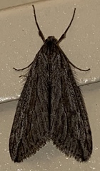 Paleacrita longiciliata