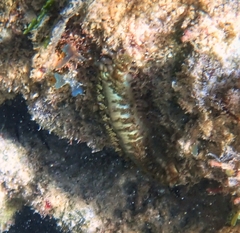 Hermodice carunculata