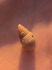 Nassarius fossatus