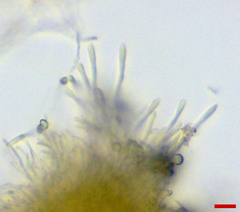 Lachnellula resinaria