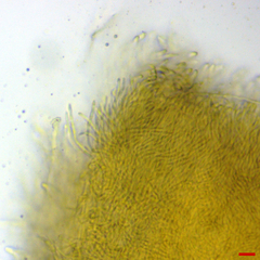 Lachnellula resinaria