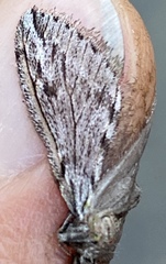 Paleacrita longiciliata