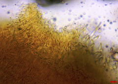 Lachnellula resinaria