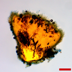 Lachnellula resinaria