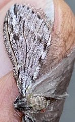 Paleacrita longiciliata