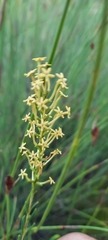 Microdon dubius