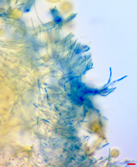 Lachnellula resinaria