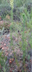 Microdon dubius