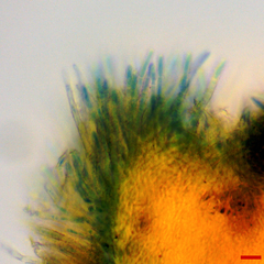 Lachnellula resinaria