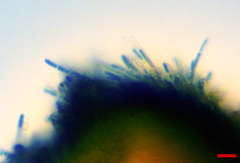 Lachnellula resinaria