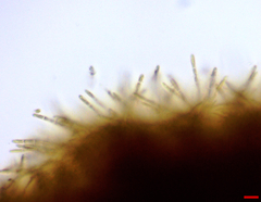 Lachnellula resinaria