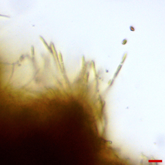 Lachnellula resinaria