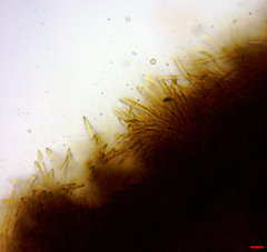 Lachnellula resinaria