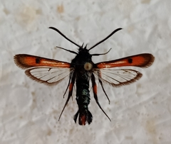 Chamaesphecia chalciformis