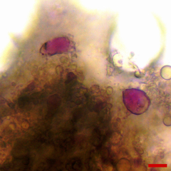 Lachnellula resinaria