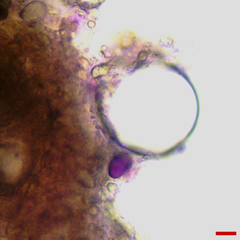 Lachnellula resinaria