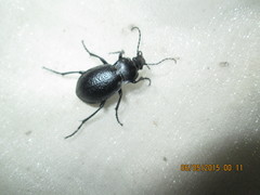 Carabus erosus