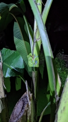 Agalychnis annae