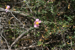 Helianthemum