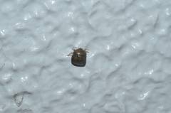 Megacopta punctatissima