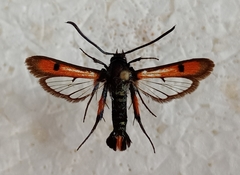 Chamaesphecia chalciformis