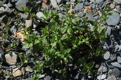 Epilobium algidum