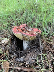 Russula californiensis