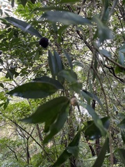 Ilex formosana