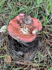 Russula californiensis