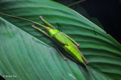 Onomarchus uninotatus