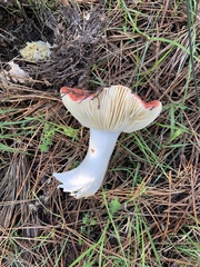 Russula californiensis