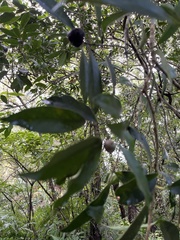 Ilex formosana