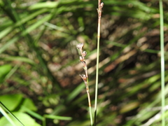 Machaerina juncea
