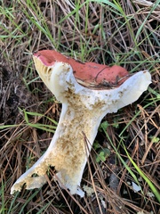 Russula californiensis