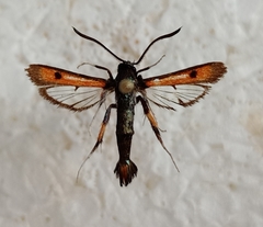 Chamaesphecia chalciformis