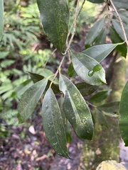 Ilex formosana