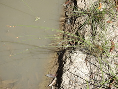 Fimbristylis tristachya