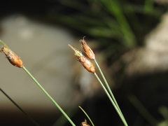 Fimbristylis tristachya