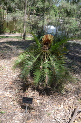 Cycas megacarpa