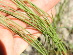 Fimbristylis tristachya