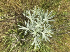 Lupinus leucophyllus