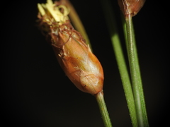 Fimbristylis tristachya