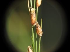 Fimbristylis tristachya