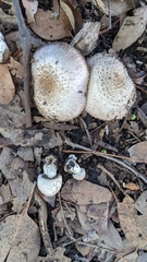 Agaricus