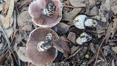 Agaricus