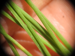 Fimbristylis tristachya